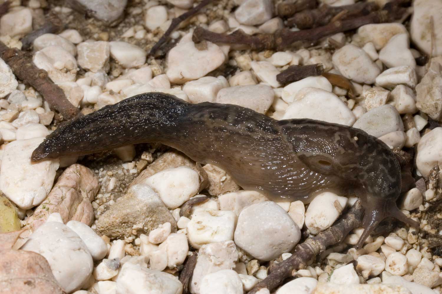 Il primo del 2011: Limax maximus da Zompo Lo Schioppo (AQ)